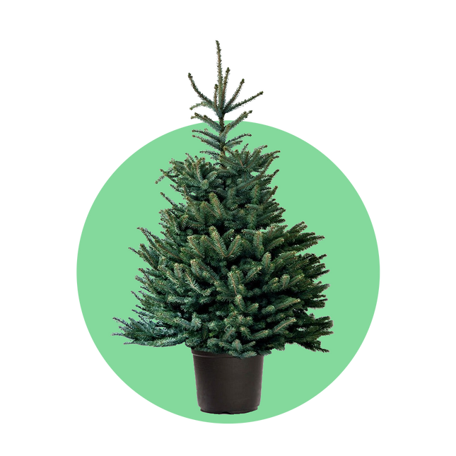 Blauwspar kerstboom in pot – Picea pungens 'Super Blue'