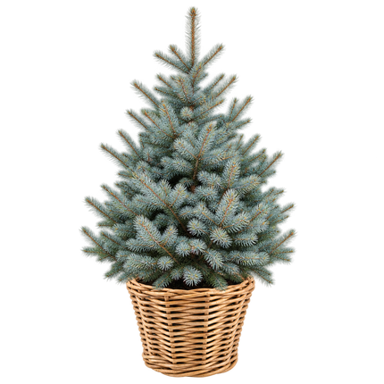 Blauwzilveren Picea pungens 'Super Blue' kerstboom van 100–125 cm in een luxe natuurlijke rieten Drypot mand op witte achtergrond.