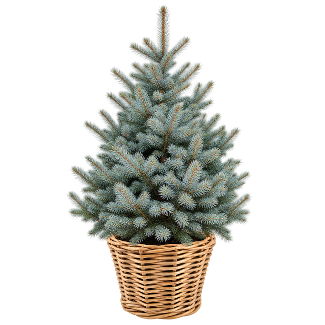 Blauwzilveren Picea pungens 'Super Blue' kerstboom van 100–125 cm in een luxe natuurlijke rieten Drypot mand op witte achtergrond.