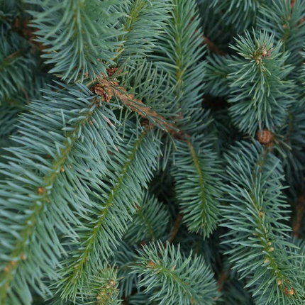 Close-up van de blauwgroene naalden van een Blauwspar (Picea pungens)