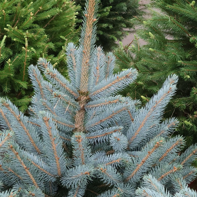 Blauwgrijze naalden van Blauwspar Picea pungens 'Super Blue'