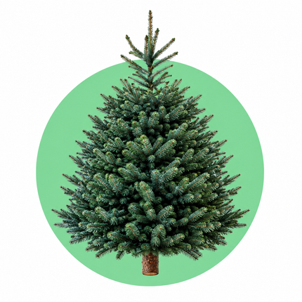 Blauwspar Super Blue kerstboom (Picea pungens) gezaagd met blauwgroene naalden