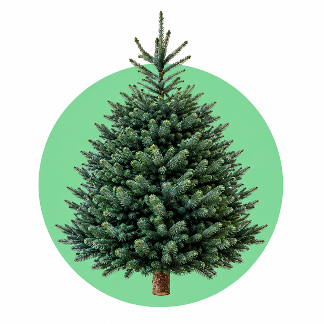 Blauwspar Super Blue kerstboom (Picea pungens) gezaagd met blauwgroene naalden