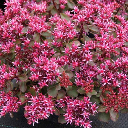 Sedum spurium ‘Fuldaglut’ rood bloeiend wintergroen vetkruid