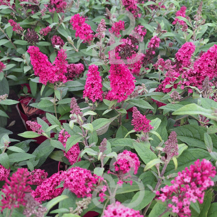 Buddleja ‘Miss Ruby’ in bloei met felroze bloempluimen boven grijsgroen blad.