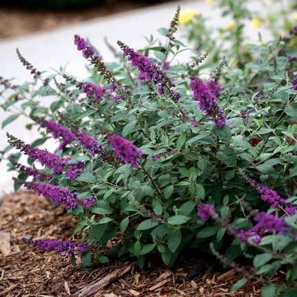 Close-up van de blauwviolette bloempluim van Buddleja ‘Blue Chip’, met talrijke kleine bloemetjes dicht op elkaar.