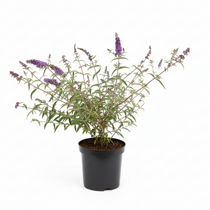 Buddleja davidii ‘Nanho Blue’ als jonge plant in pot, met smal grijsgroen blad en beginnende blauwviolette bloempluimen.