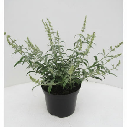 Buddleja ‘White Ball’ in kwekerspot met frisgroen blad en jonge, bossige scheuten.