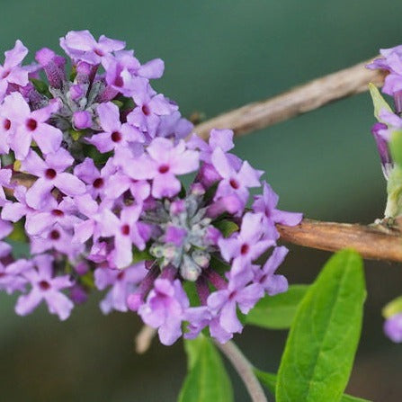 Buddleja Alternifolia - Vlinderstruik