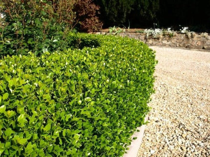 Buxushaag microphylla Faulkner blote wortel