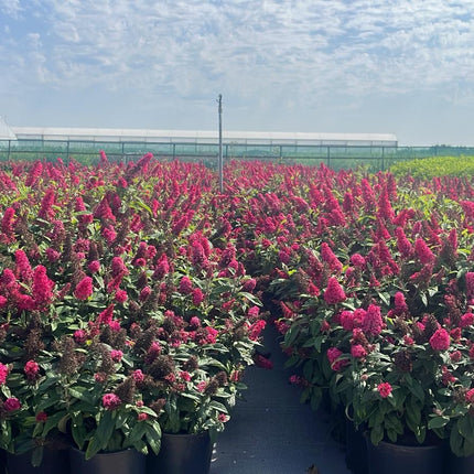 Buddleja Butterfly Candy 'Little Ruby' - Rode Dwergvlinder