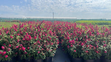 Afbeelding in Gallery-weergave laden, Buddleja Butterfly Candy &#39;Little Ruby&#39; - Rode Dwergvlinder
