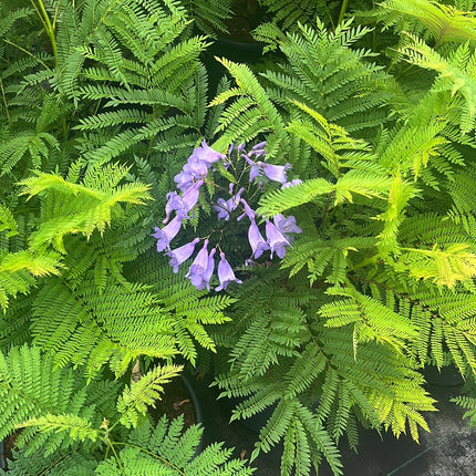 Jacaranda mimosifolia ‘Bonsai Blue’ - Dwerg-Jacaranda