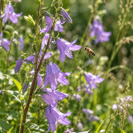 Campanula rapunculoides (Akkerklokje) – inheemse vaste plant met paarse klokbloemen en bij