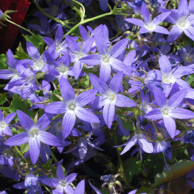 Campanula poscharskyana ‘Stella’ in bloei met een rijkbloeiende plant vol paarsblauwe bloemen.