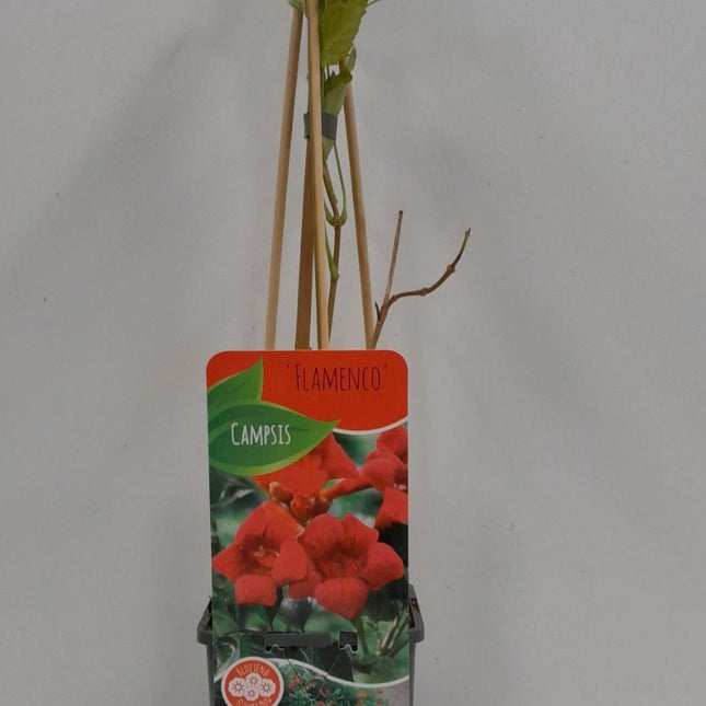Campsis 'flamengo'