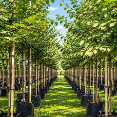 Carpinus betulus Haagbeuk als inheemse boom op de kwekerij