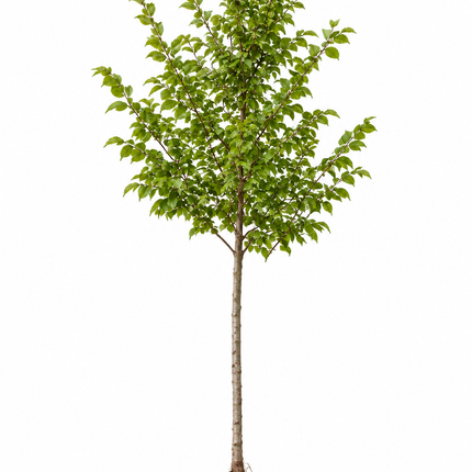 Carpinus betulus – Haagbeukboom | inheemse boom