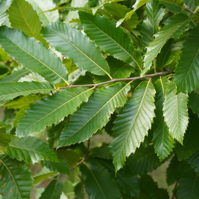 Castanea sativa - Tamme kastanjehaag blote wortel