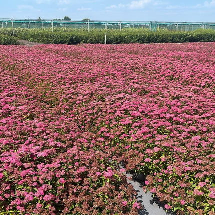 Spiraea japonica ‘Anthony Waterer’ - Spierstruik