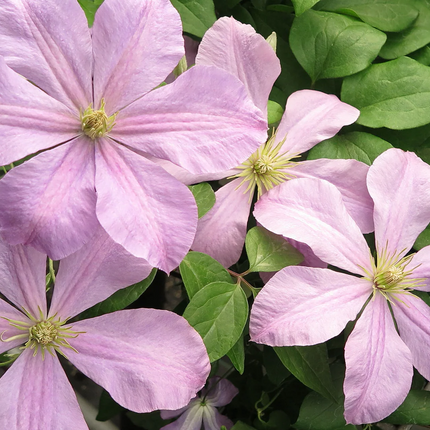 Clematis 'Comtesse de Bouchaud' - Roze bosrank
