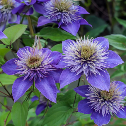 Clematis 'Multi Blue' - Blauwe bosrank