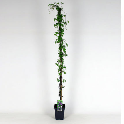 Clematis alpina klimplant op bamboestok in pot – alpenbosrank