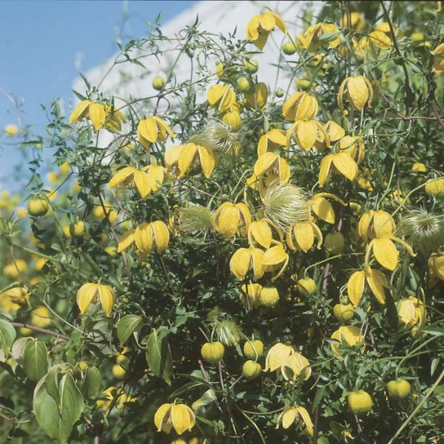 Clematis ‘Tangutica’ (Gele bosrank) met meerdere knikkende, klokvormige gele bloemen tussen het frisgroene, fijn ingesneden blad.