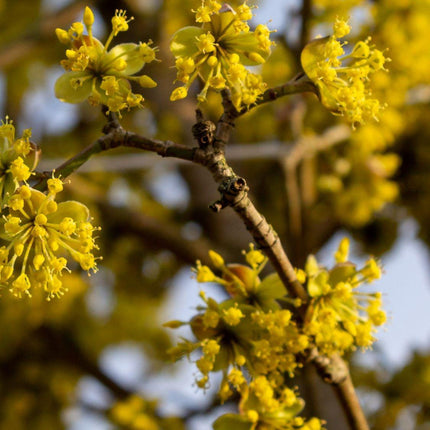 Cornus mas - Gele Kornoelje blote wortel