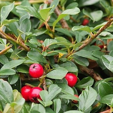 Cotoneaster eichholz