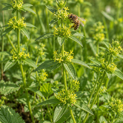 Cruciata laevipes (Kruisbladwalstro) – inheemse bodembedekker met gele bloemen bezocht door een bij