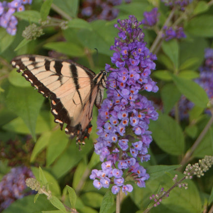 Close-up van Buddleja ‘Blue Chip’ met dichte paarsblauwe bloempluimen opgebouwd uit kleine bloemetjes.