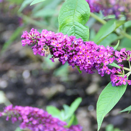 Close-up van Buddleja ‘Miss Violet’ met dichte violetpaarse bloemtrossen opgebouwd uit kleine bloemetjes.