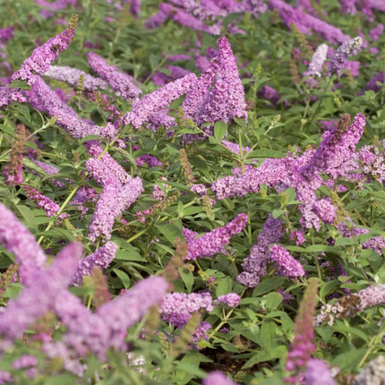 Buddleja ‘Pink Micro Chip’ in bloei met compacte groei en zachtroze bloempluimen boven grijsgroen blad.