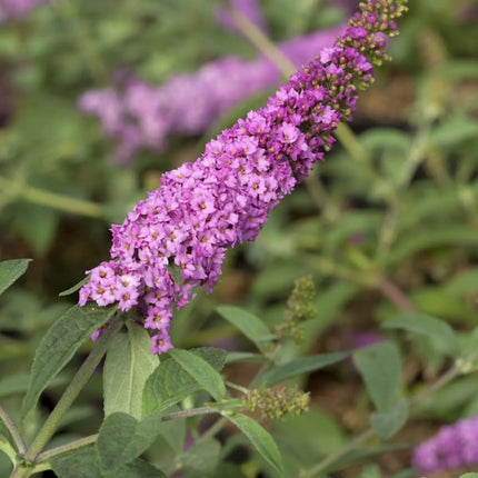 Close-up van de roze bloempluim van Buddleja ‘Pink Micro Chip’, met talrijke kleine bloemetjes in compacte tros.