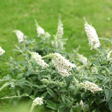 Buddleja ‘White Chip’ in bloei met compacte groei en witte bloempluimen boven grijsgroen blad.