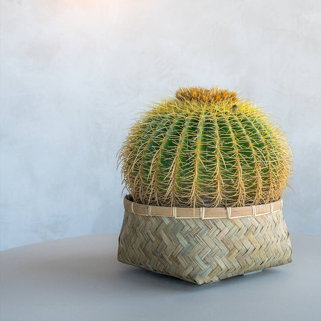 Pottery Pots Plantenbak – Nala Low S – Bamboo -  Ø29 cm x H12,5 cm