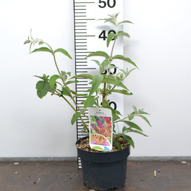 Buddleja weyeriana 'Flower Power' - Vlinderstruik