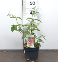 Afbeelding in Gallery-weergave laden, Buddleja weyeriana &#39;Flower Power&#39; - Vlinderstruik
