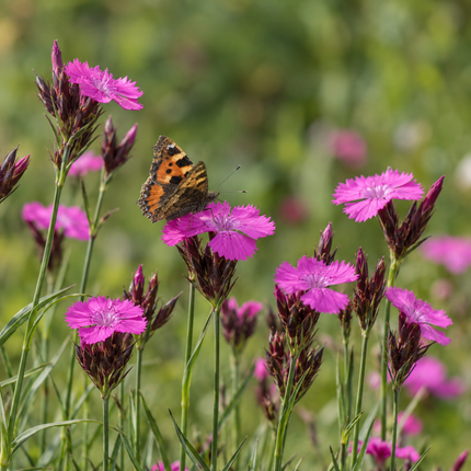 Dianthus carthusianorum (Kartuizeranjer) – inheemse vaste plant met roze bloemen en vlinder