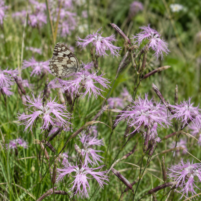 Dianthus superbus (Prachtanjer) – inheemse vaste plant met roze gefranjerde bloemen en vlinder
