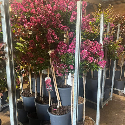 Lagerstroemia 'Berry Dazzle’ - Indische sering op stam
