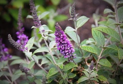 Close-up van de lila bloempluim van Buddleja ‘Lilac Chip’, met talrijke kleine bloemetjes dicht op elkaar in compacte tros.