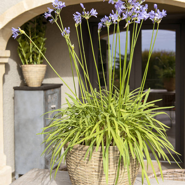 Pottery Pots Plantenbak – Diego L – Bamboo - Ø49 x H43 cm