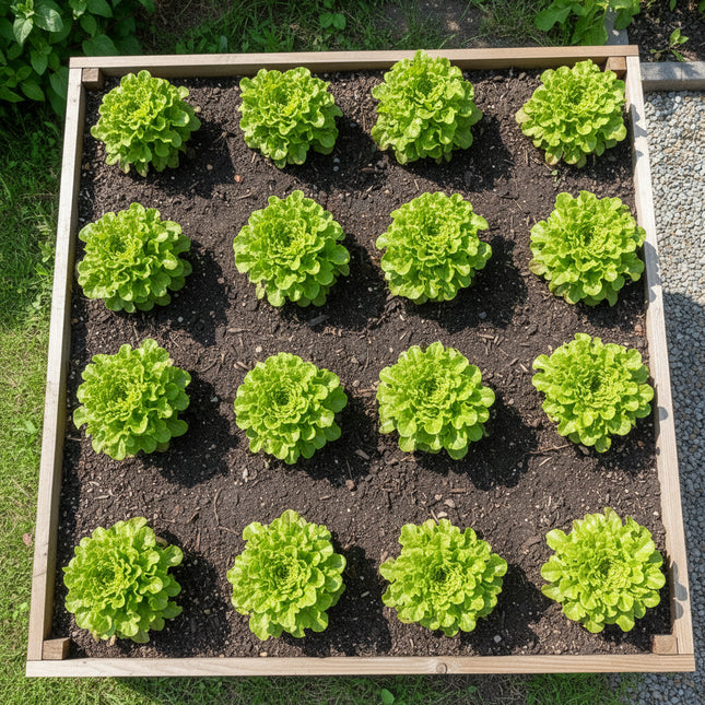 eikenbladsla groen in moestuin 