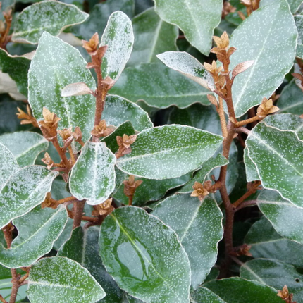 Elaeagnus ebbingei 'Compacta' - Olijfwilg - Kant-en-klaar haag