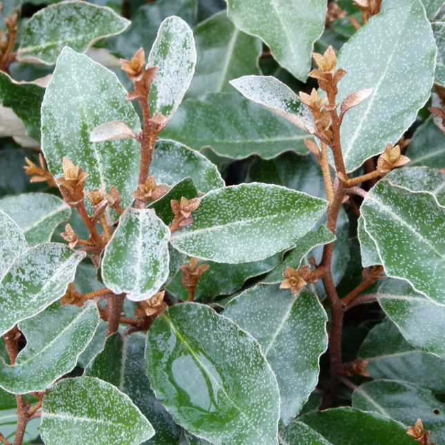 Elaeagnus ebbingei 'Compacta' - Olijfwilg - Kant-en-klaar haag