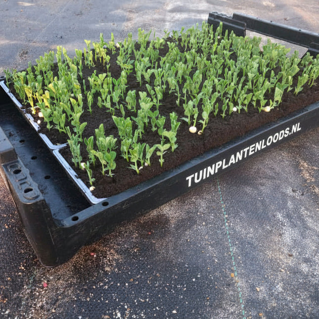 Lage erwt (doperwt) planten in krat met Tuinplantenloods.nl schalen op de kwekerij