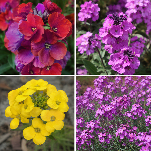 Erysimum linifolium muurbloem in verschillende bloemkleuren rood geel roze en paars