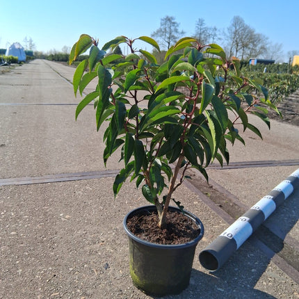 Prunus lusitanica 'Angustifolia' - portugese Laurier